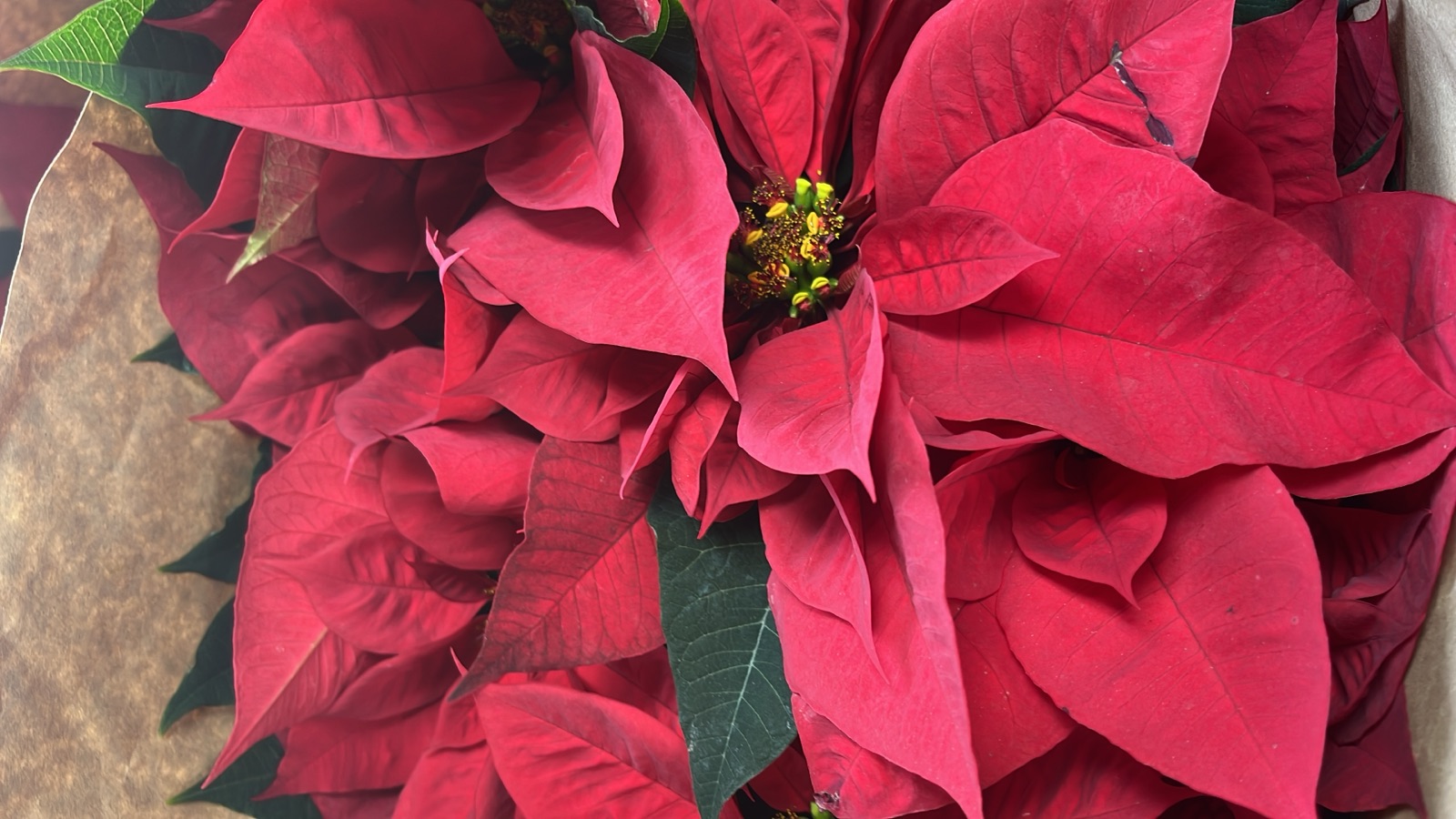 Detalle de las brácteas rojas de una nochebuena